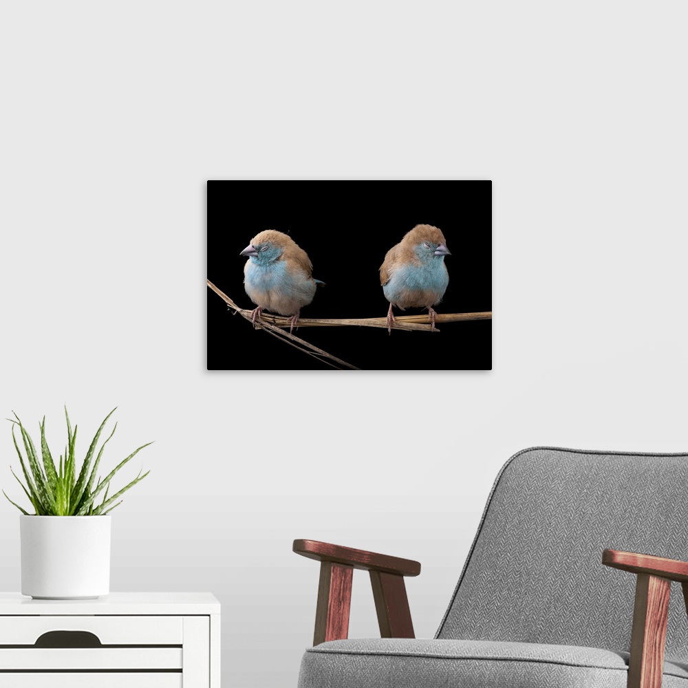 A modern room featuring Blue waxbills (Uraeginthus angolensis) (awake or dozing off) are a common sight in Gorongosais dr...