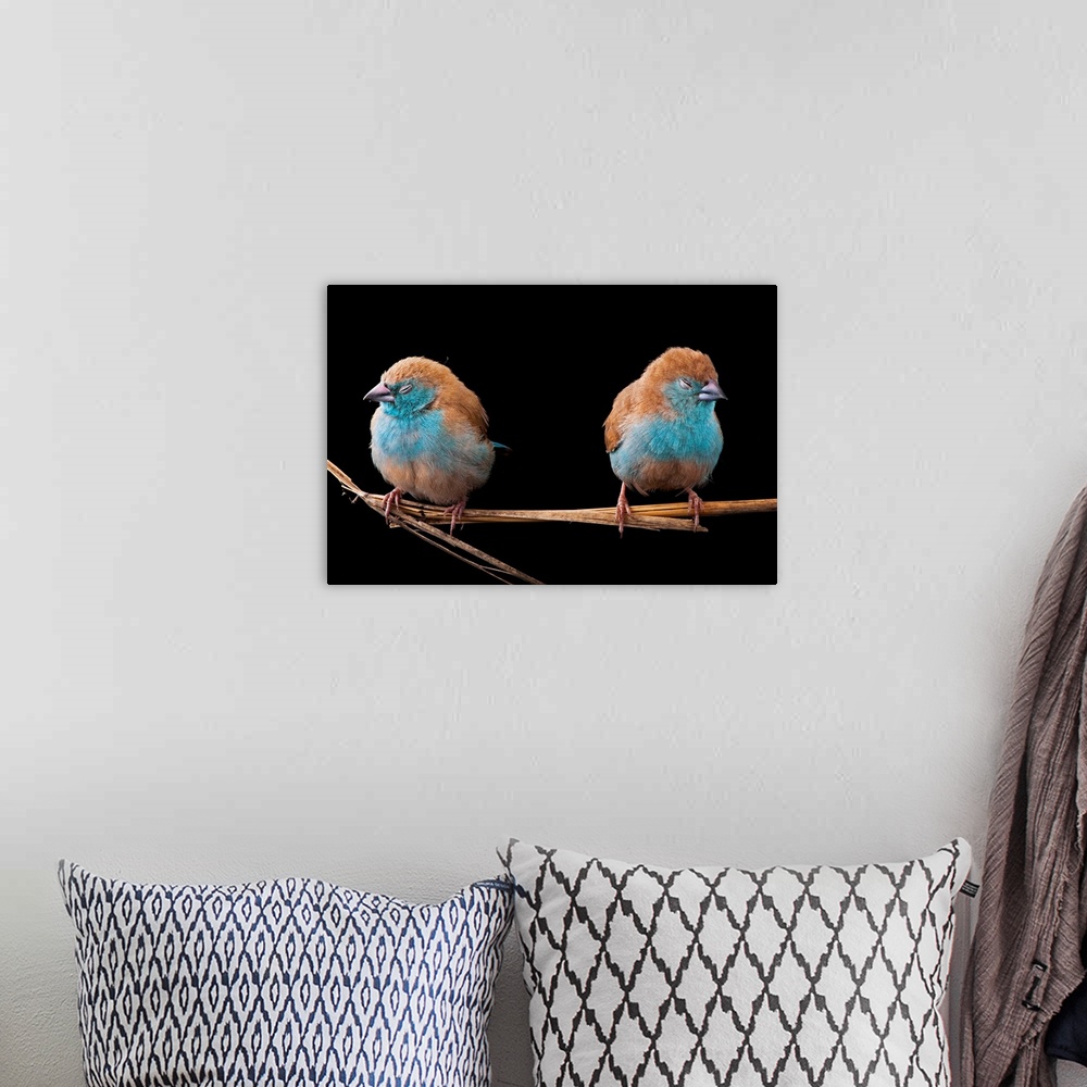 A bohemian room featuring Blue waxbills are a common sight in Gorongosa's dry, bushy grasslands