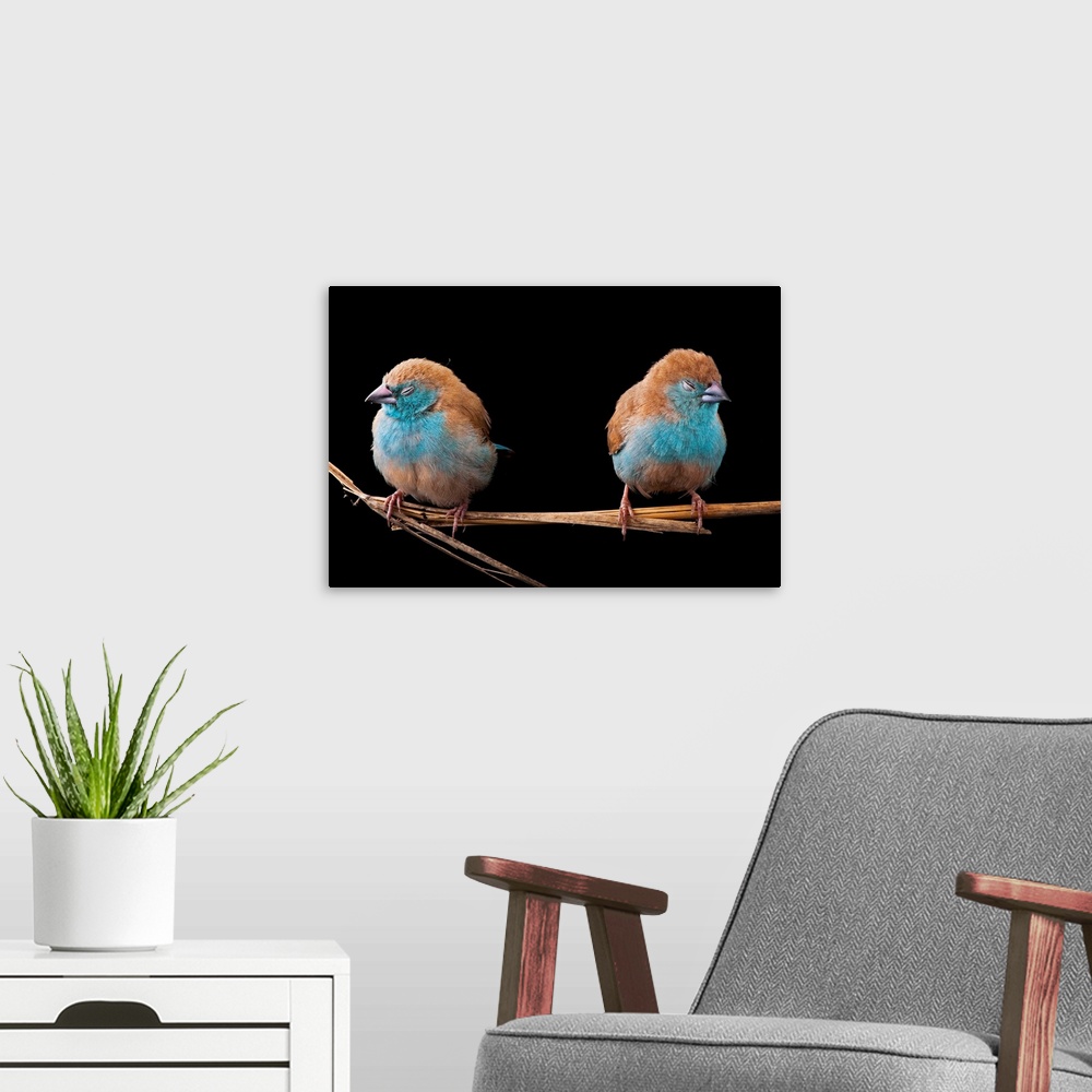 A modern room featuring Blue waxbills are a common sight in Gorongosa's dry, bushy grasslands