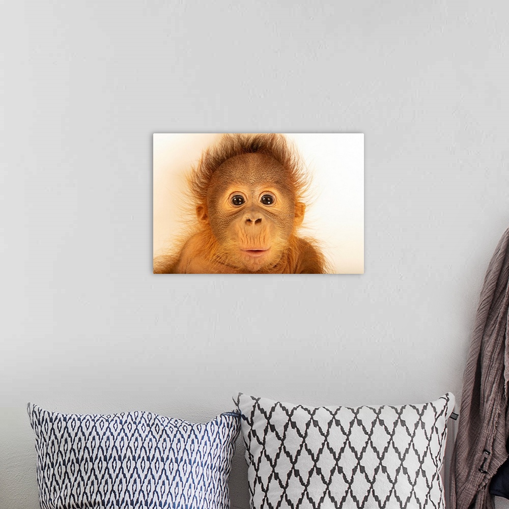 A bohemian room featuring Taavi, a five-month-old Bornean/Sumatran orangutan cross (Pongo pygmaeus x abelii) at the Metro R...