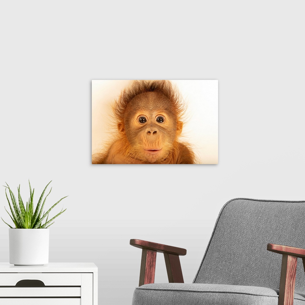 A modern room featuring Taavi, a five-month-old Bornean/Sumatran orangutan cross (Pongo pygmaeus x abelii) at the Metro R...