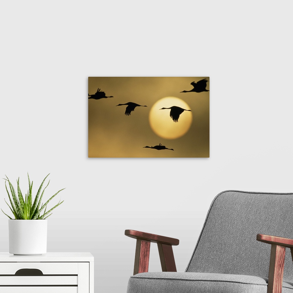 A modern room featuring Silhouetted greater Sandhill cranes (Grus canadensis canadensis) fly across a huge sun. Waterbird...