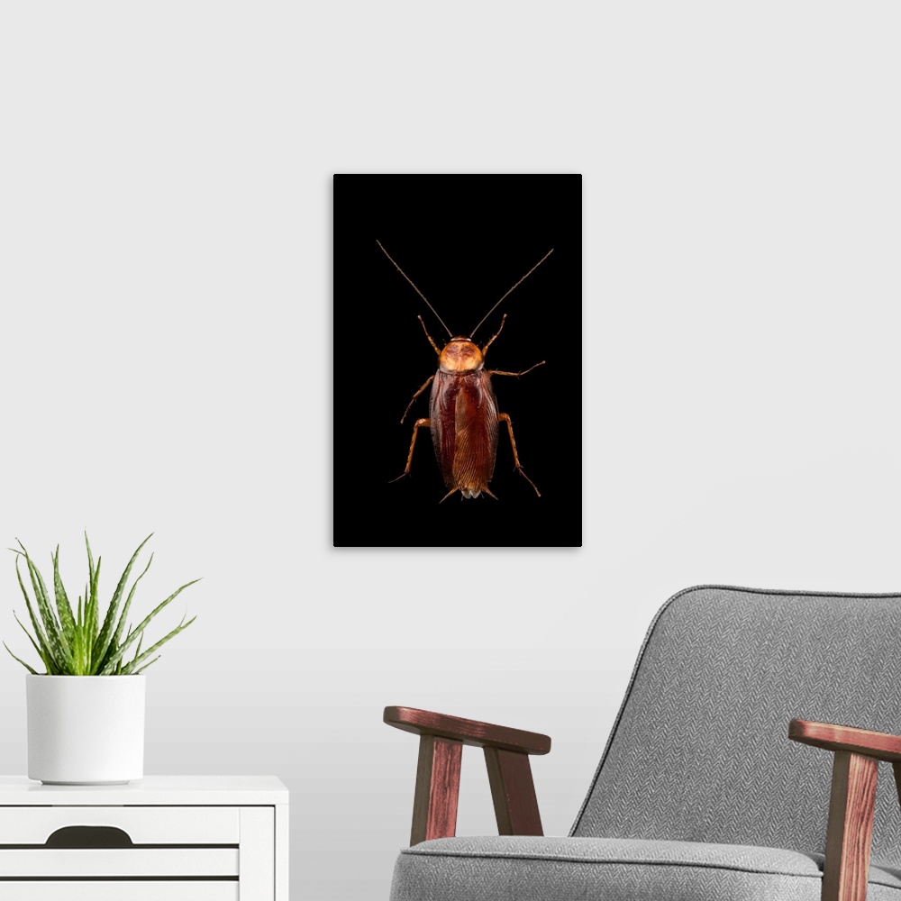 A modern room featuring Brown cockroach, Periplaneta brunnea, at Western Kentucky University.