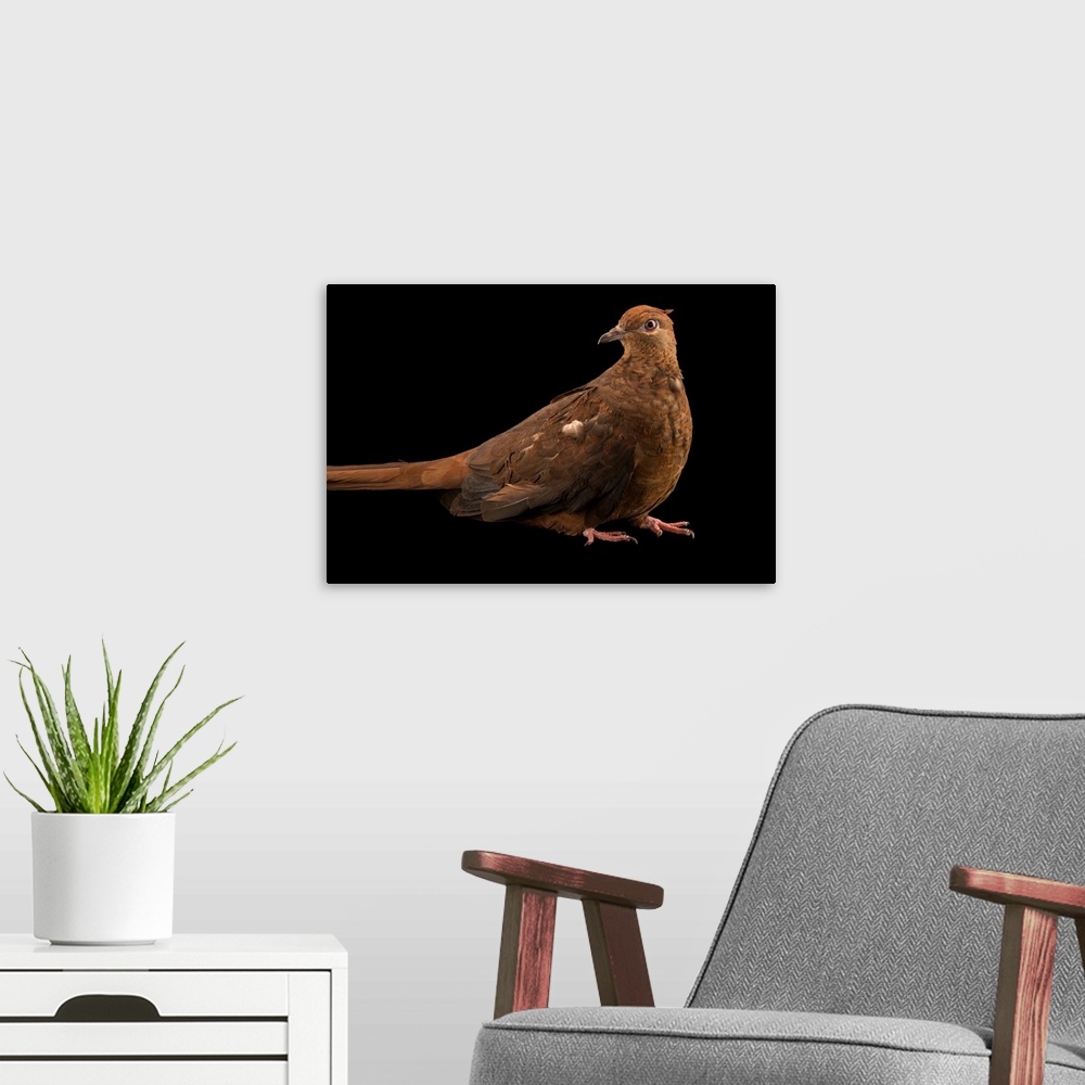 A modern room featuring Brown cuckoo dove, Macropygia phasianella, at Healesville Sanctuary.