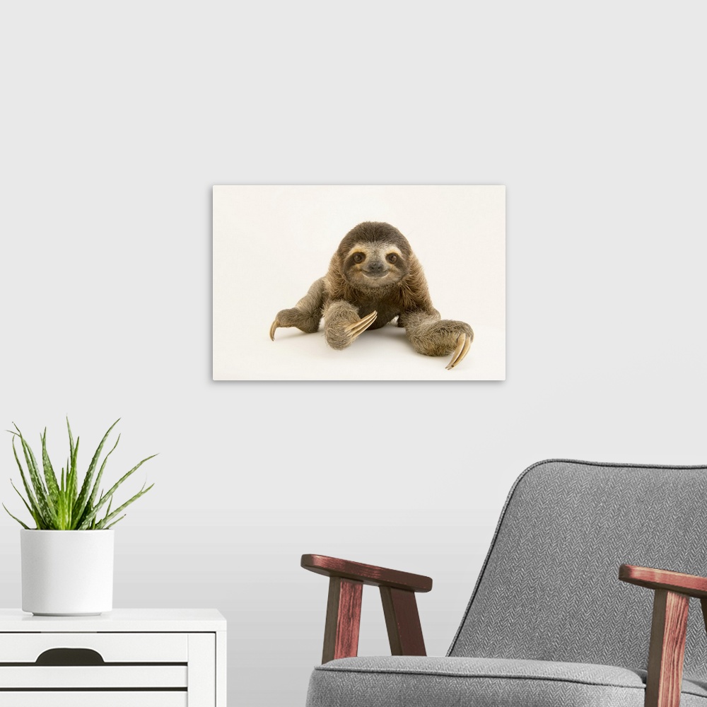 A modern room featuring A brown-throated three-toed Sloth (Bradypus variegatus) at the PanAmerican Conservation Associati...