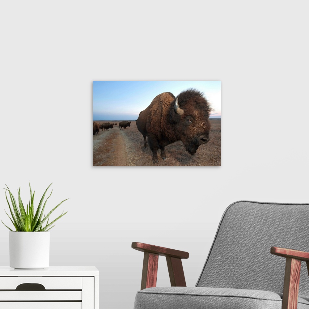 A modern room featuring American bison on the Maxwell Game Preserve.