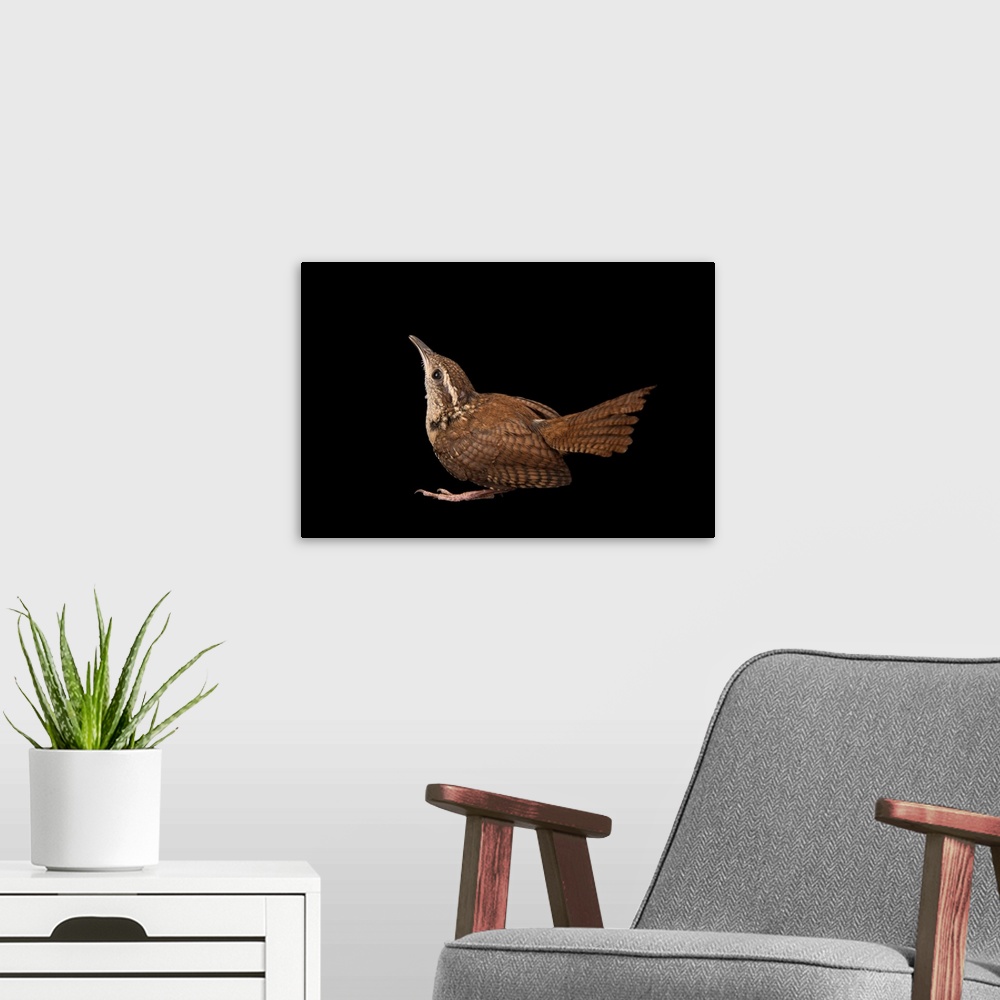 A modern room featuring Carolina wren, Thryothorus ludovicianus, from Florida Wildlife Care.