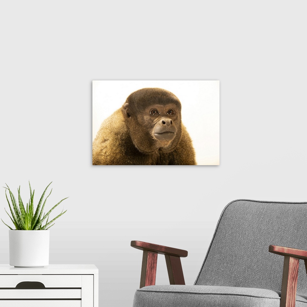 A modern room featuring Cesar, a male brown woolly monkey (Lagothrix lagotricha lagotricha) at Amazon Shelter, a wildlife...