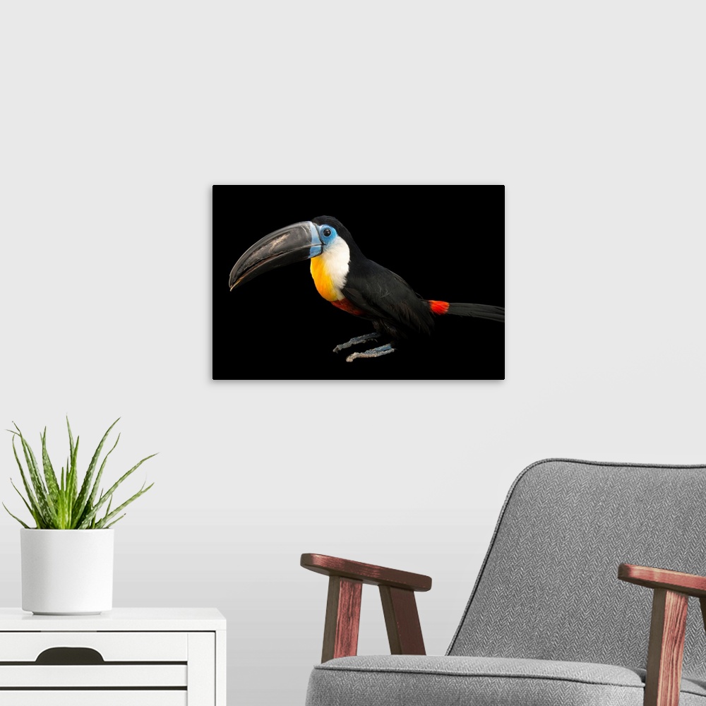 A modern room featuring Channel billed toucan, Ramphastos vitellinus vitellinus.