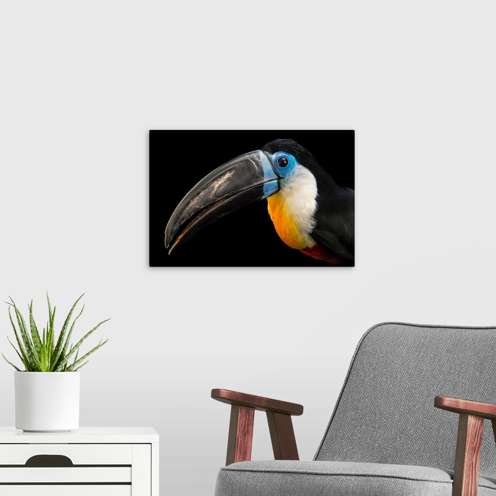 A modern room featuring Channel billed toucan, Ramphastos vitellinus vitellinus.