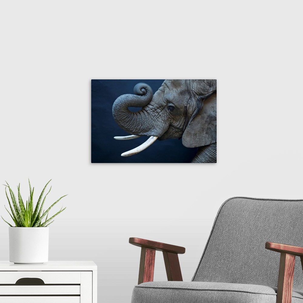A modern room featuring A female African elephant, Loxodonta africana, in a zoo.