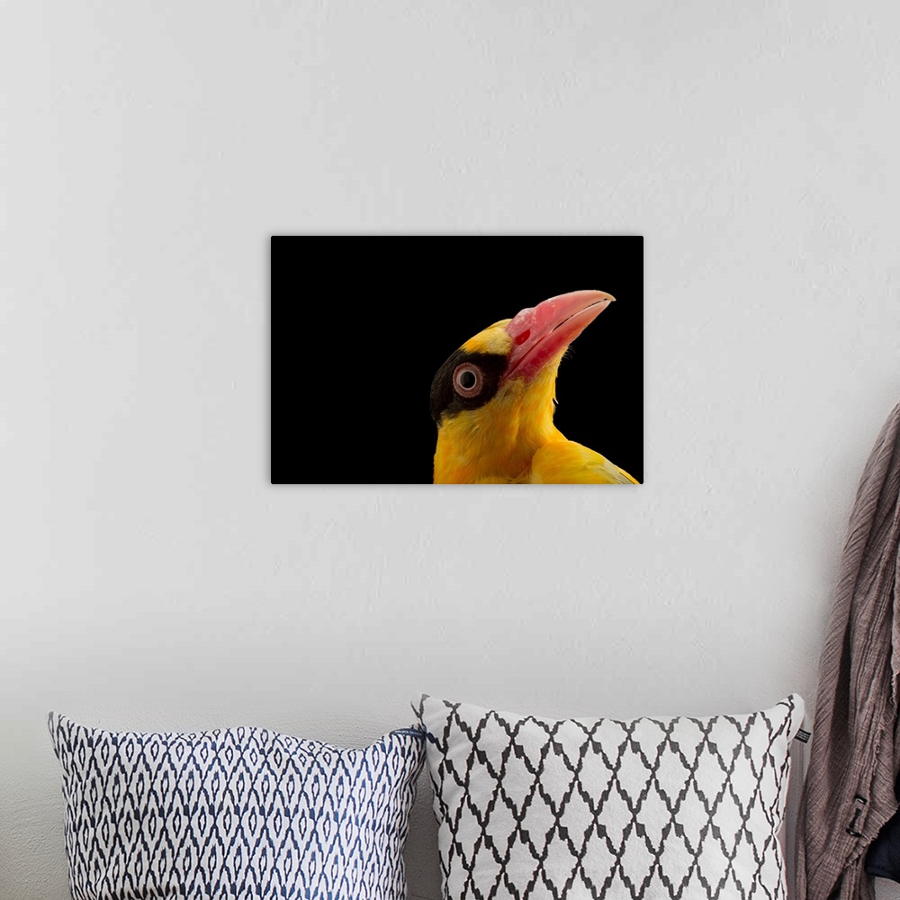 A bohemian room featuring Chinese oriole, Oriolus chinensis diffusus.