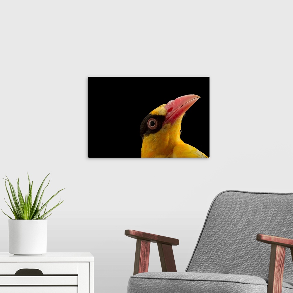 A modern room featuring Chinese oriole, Oriolus chinensis diffusus.
