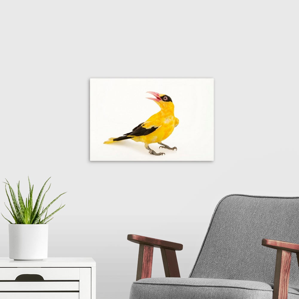 A modern room featuring Chinese oriole, Oriolus chinensis diffusus.
