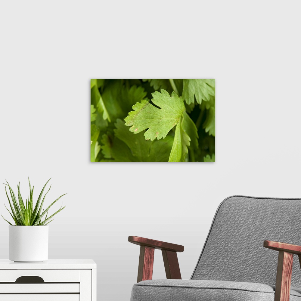 A modern room featuring Cilantro on a studio background