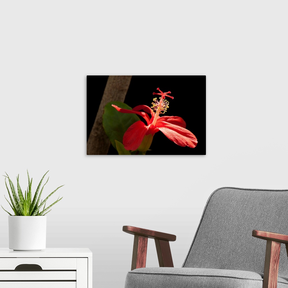 A modern room featuring Clay's hibiscus, Hibiscus clayi, a federally endangered plant.