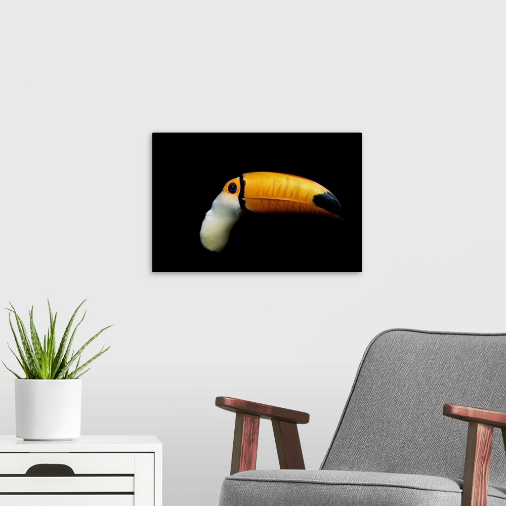 A modern room featuring Close-up of a toucan.
