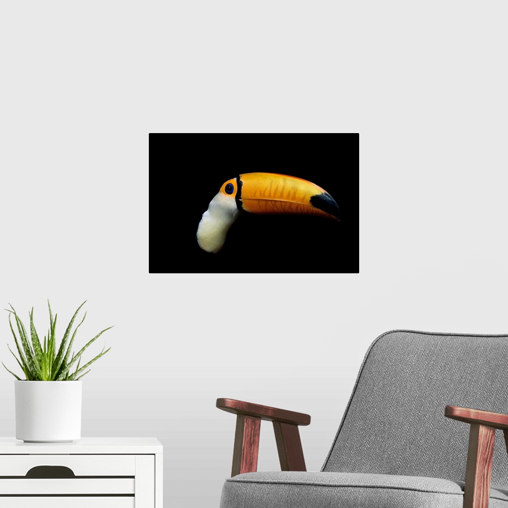 A modern room featuring Close-up of a toucan.