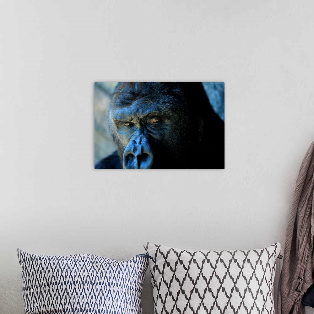 A bohemian room featuring Close view of a gorilla face.