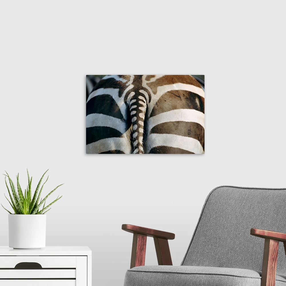 A modern room featuring Close view of a Grant's zebra's (Equus burchelli pamara) rear end.