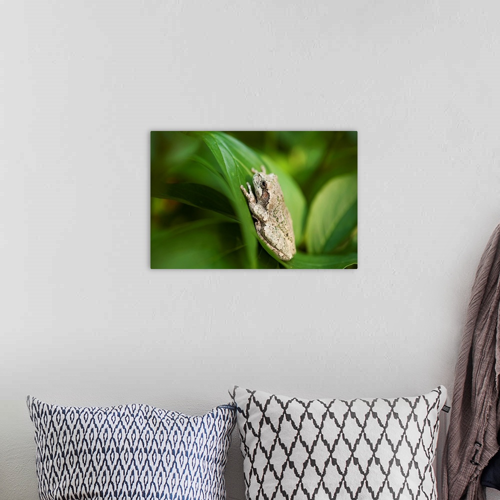 A bohemian room featuring Cope's gray tree frog, hiding in a peony bush near Cross Lake, Minnesota