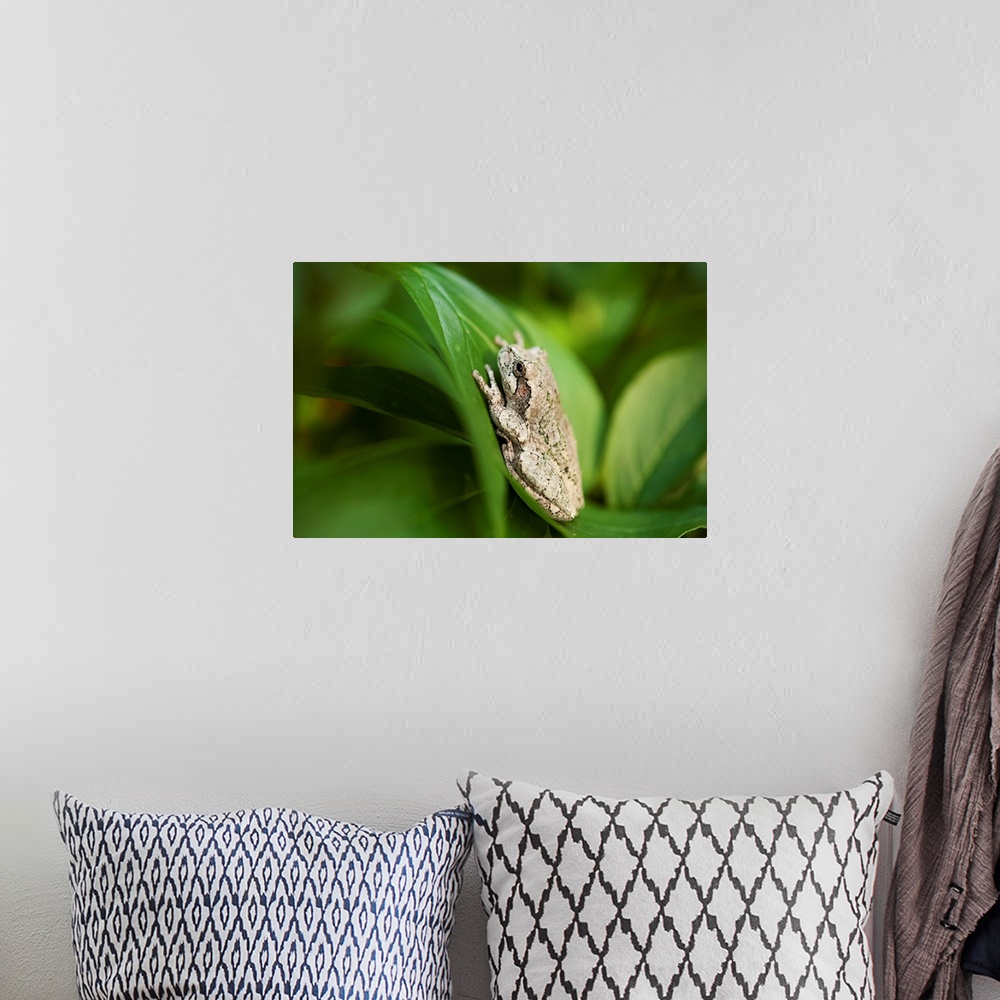 A bohemian room featuring Cope's gray tree frog, hiding in a peony bush near Cross Lake, Minnesota