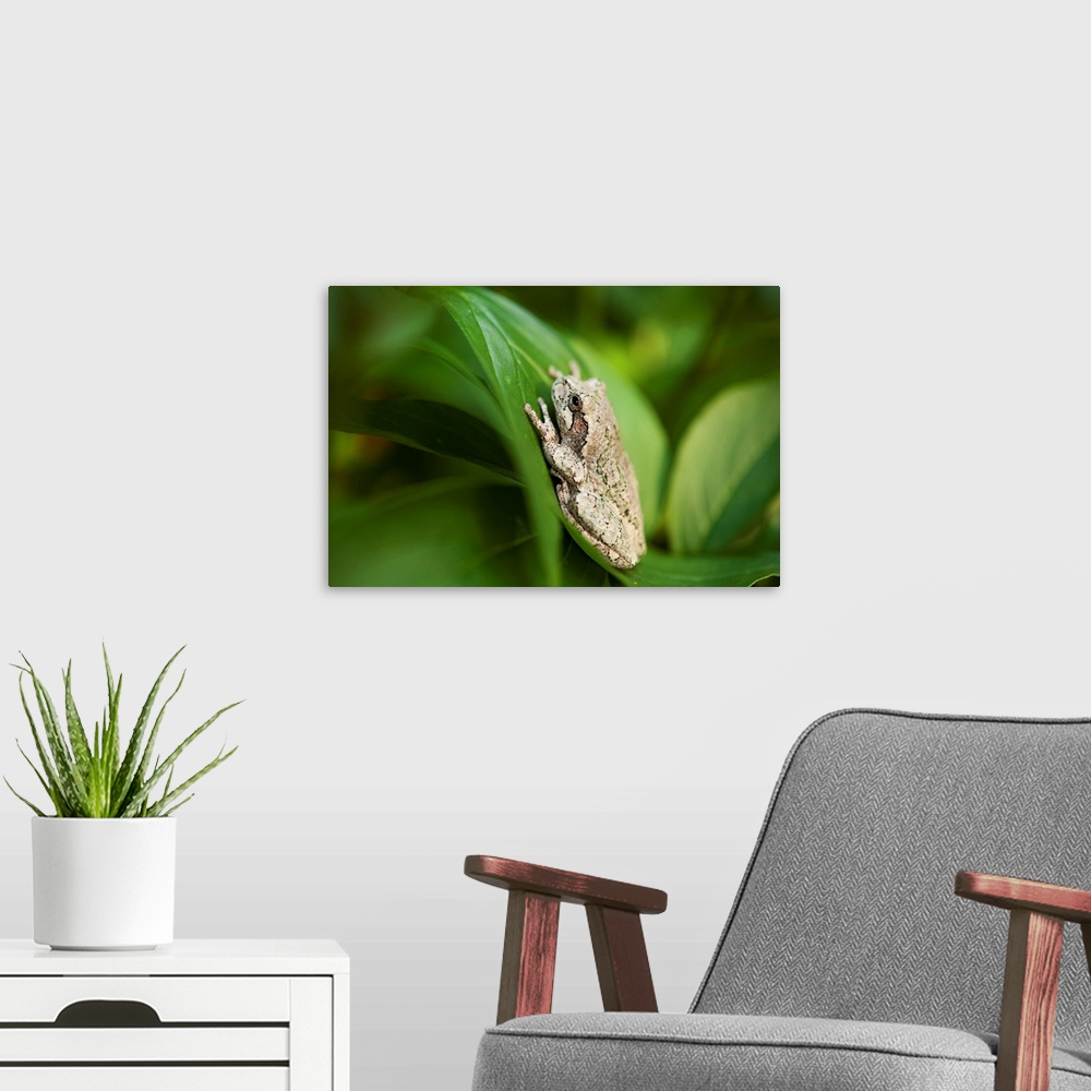 A modern room featuring Cope's gray tree frog, hiding in a peony bush near Cross Lake, Minnesota