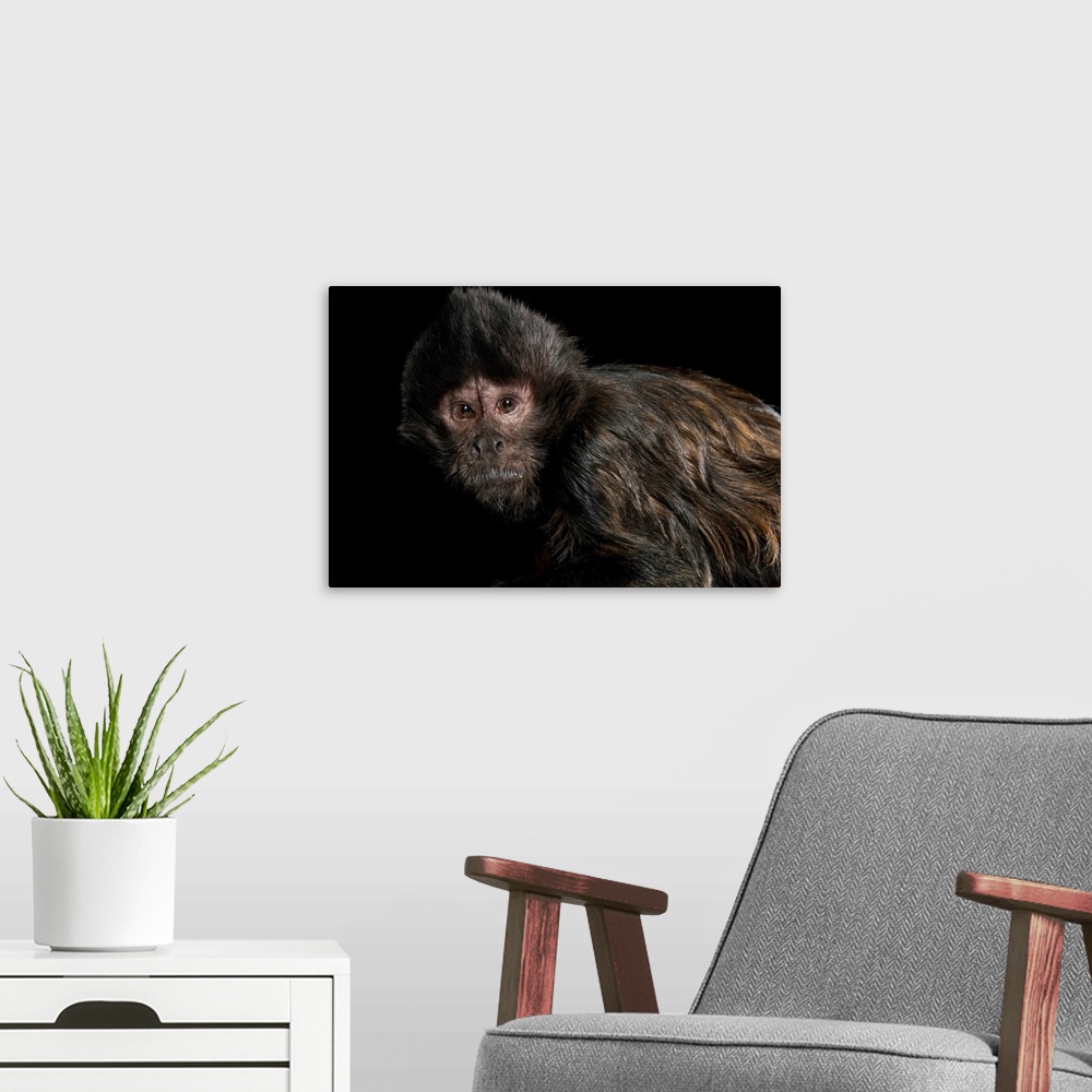 A modern room featuring Crested capuchin, Sapajus robustus, at the Los Angeles Zoo.