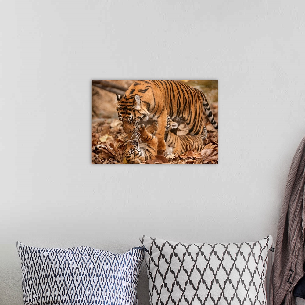 A bohemian room featuring A critically-endangered female Sumatran tiger and her five-month-old cub at Zoo Atlanta.