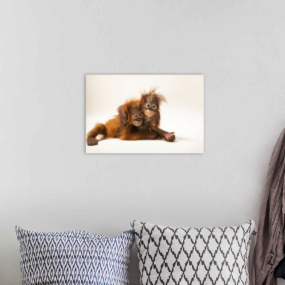 A bohemian room featuring D.J. is an 11-month-old Sumatran orangutan (Pongo abelii) and Dirgahayu is an 11-month-old Bornea...