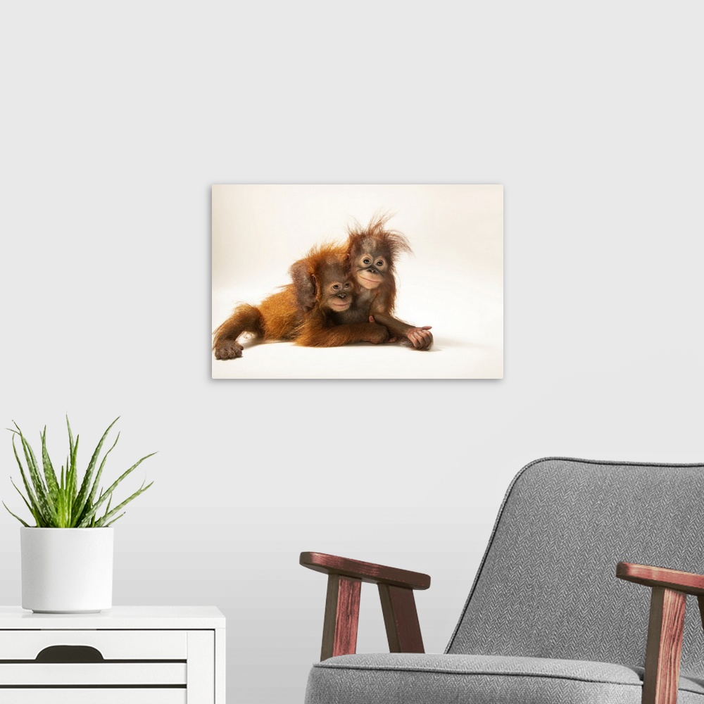 A modern room featuring D.J. is an 11-month-old Sumatran orangutan (Pongo abelii) and Dirgahayu is an 11-month-old Bornea...