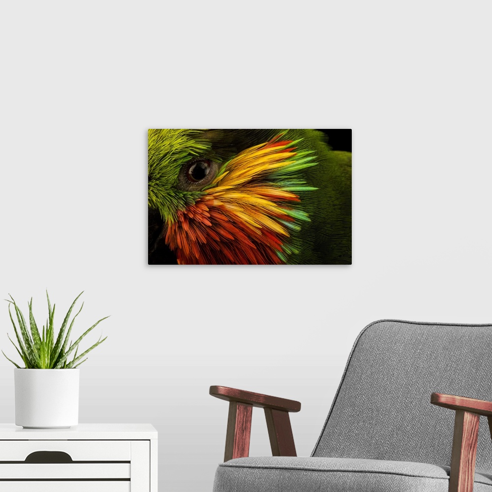 A modern room featuring Edwardis fig parrot (Psittaculirostris edwardsii) at Loro Parque Fundacion. This small parrot spe...