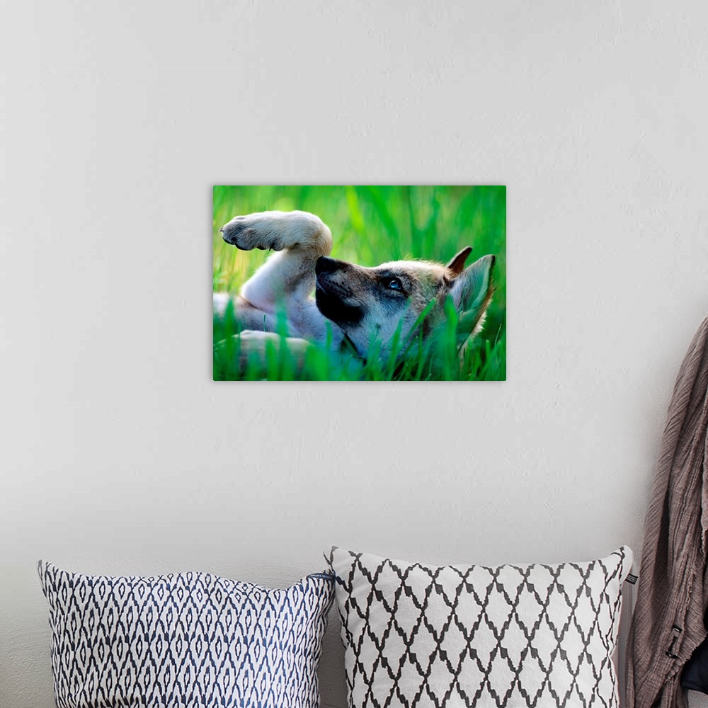 A bohemian room featuring Large canvas art of a wolf pup laying on his back in the grass.