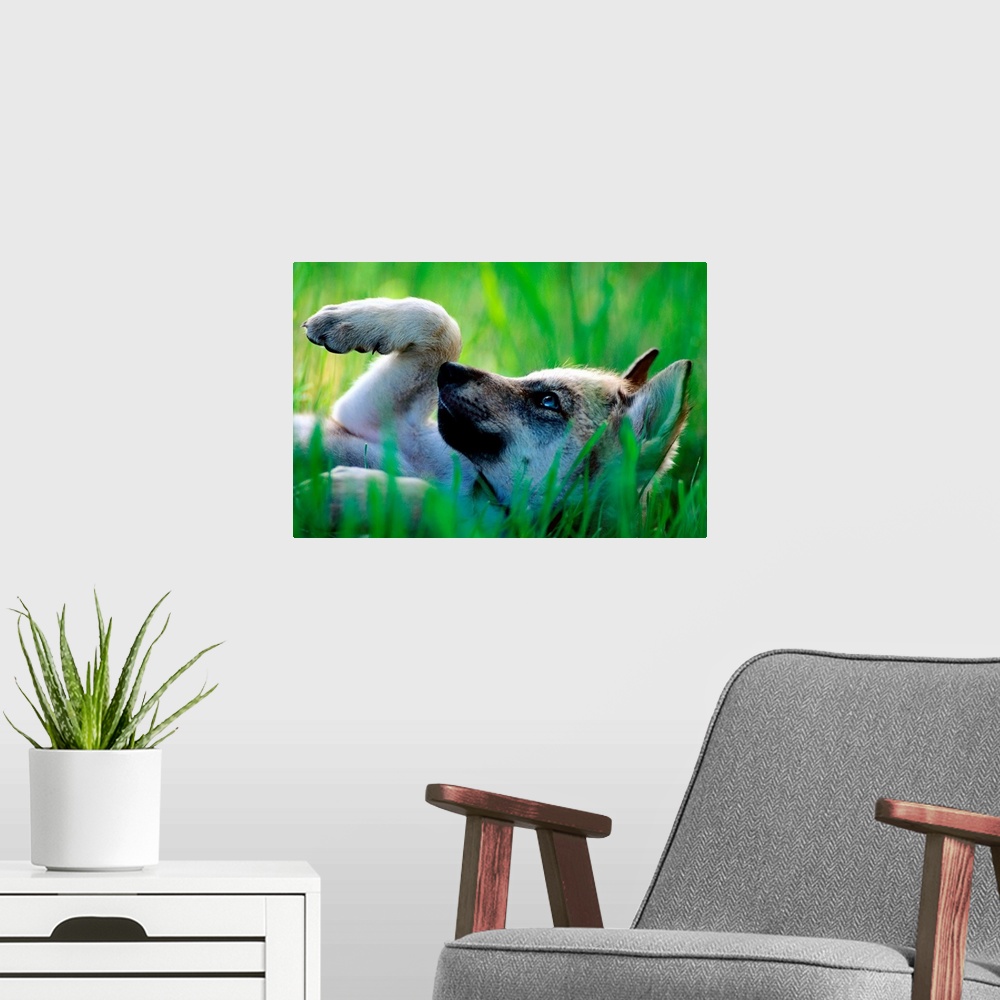 A modern room featuring Large canvas art of a wolf pup laying on his back in the grass.