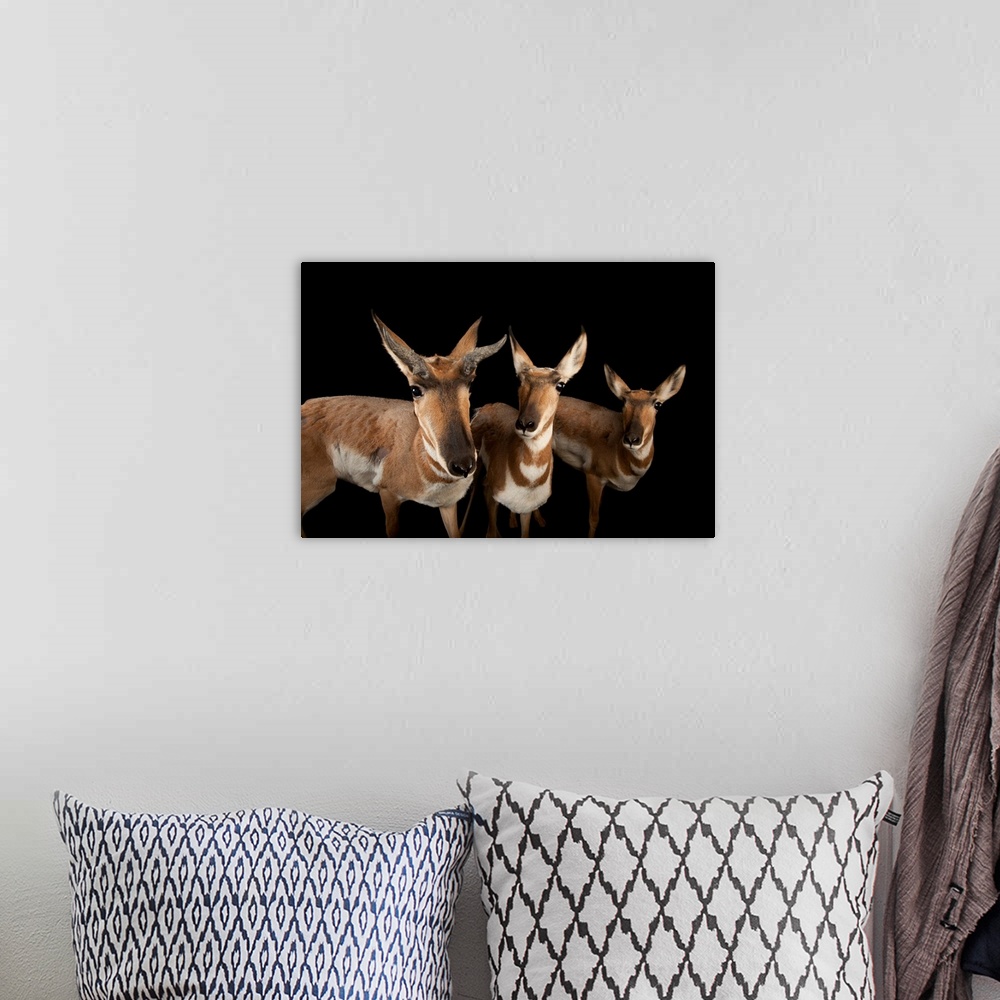 A bohemian room featuring Endangered peninsula pronghorn antelopes at the Los Angeles Zoo.