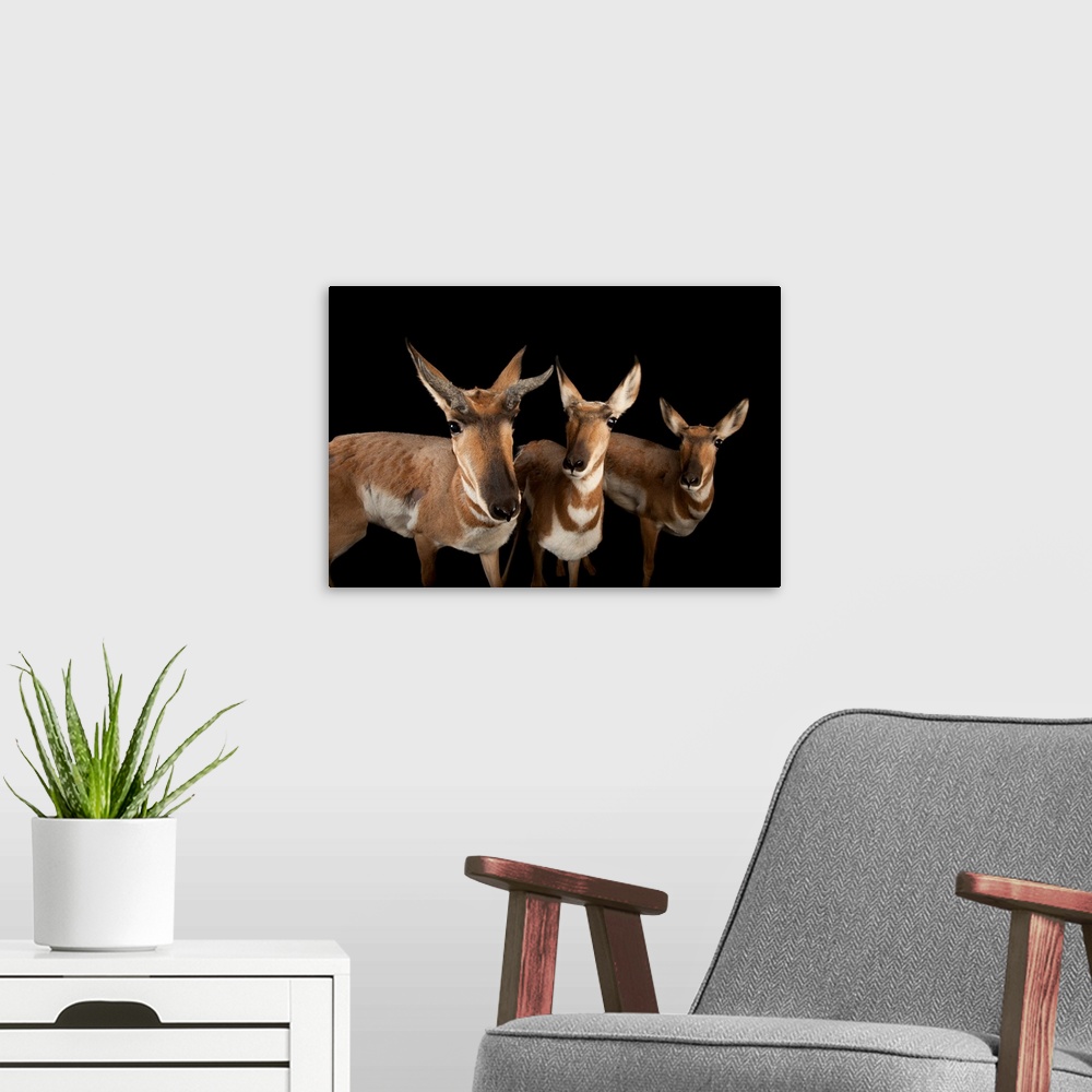 A modern room featuring Endangered peninsula pronghorn antelopes at the Los Angeles Zoo.