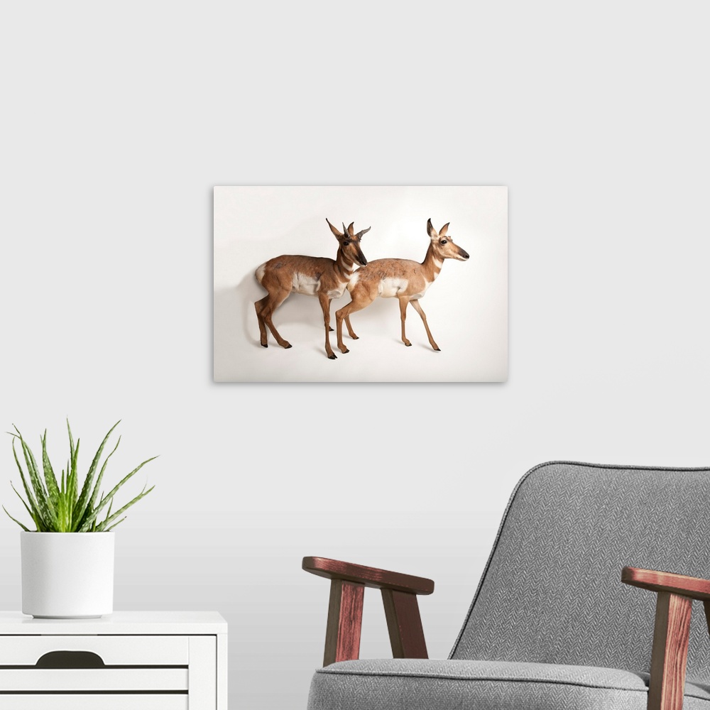 A modern room featuring Endangered peninsula pronghorn antelopes, Antilocapra Americana peninsularis, at the Los Angeles ...