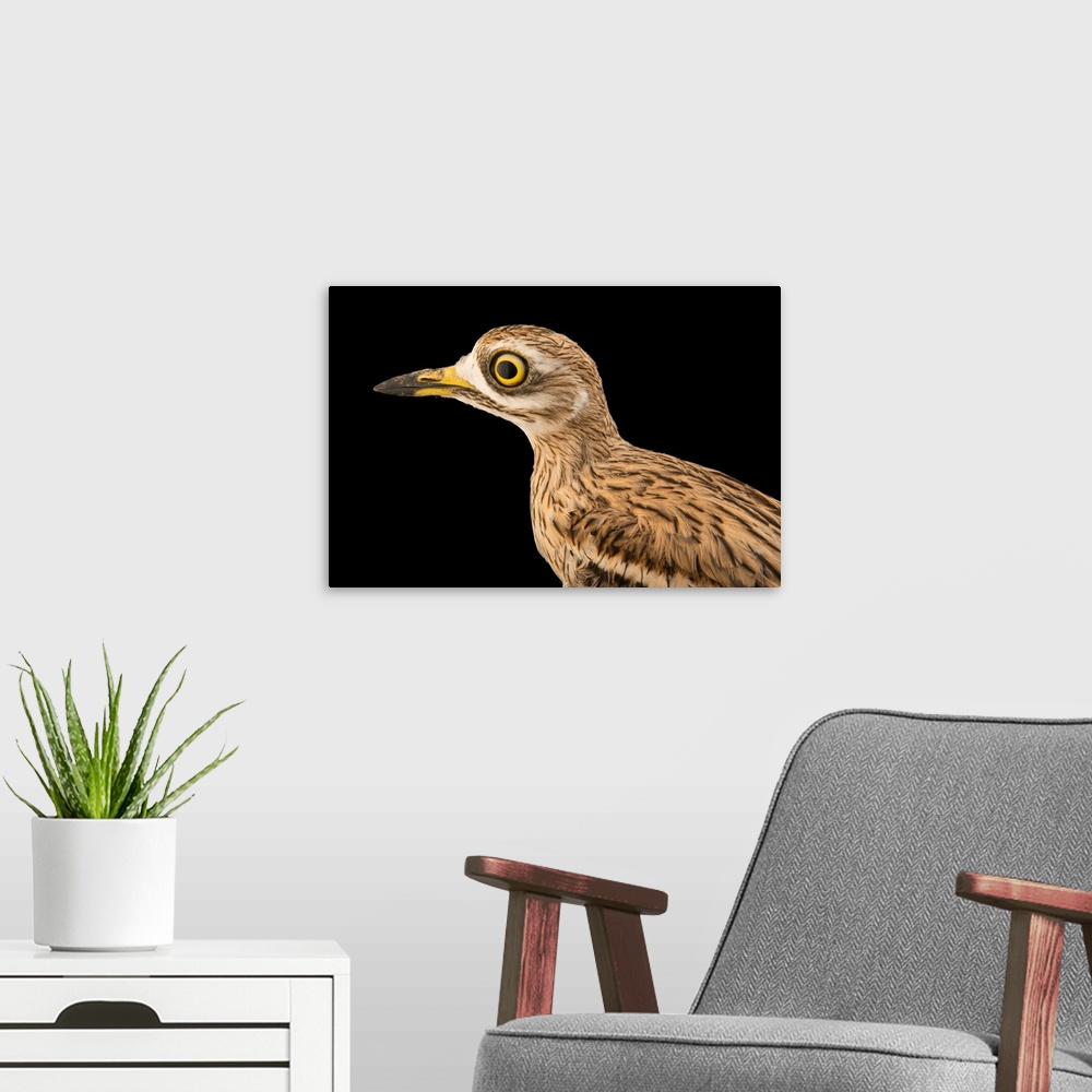 A modern room featuring Eurasian stone curlew or Eurasian thick knee, Burhinus oedicnemus.