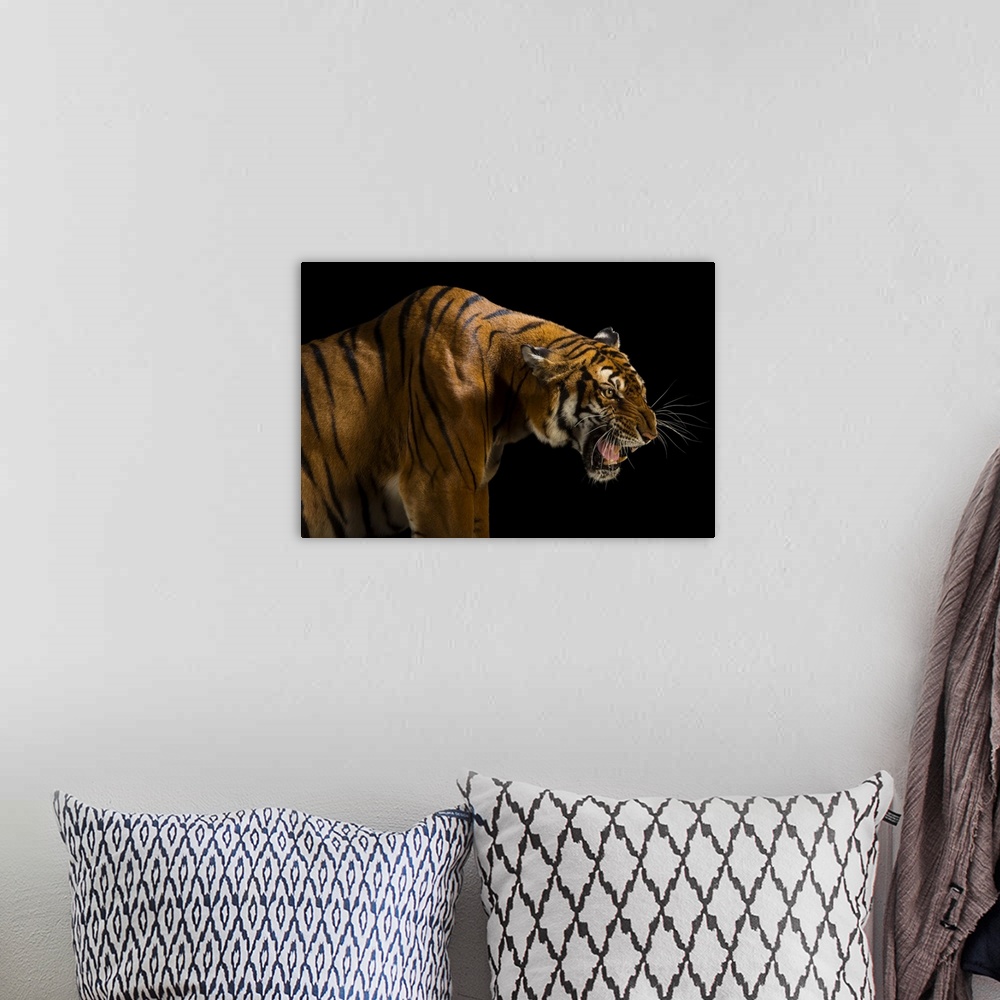 A bohemian room featuring A critically endangered and federally endangered, female South China tiger (Panthera tigris amoye...