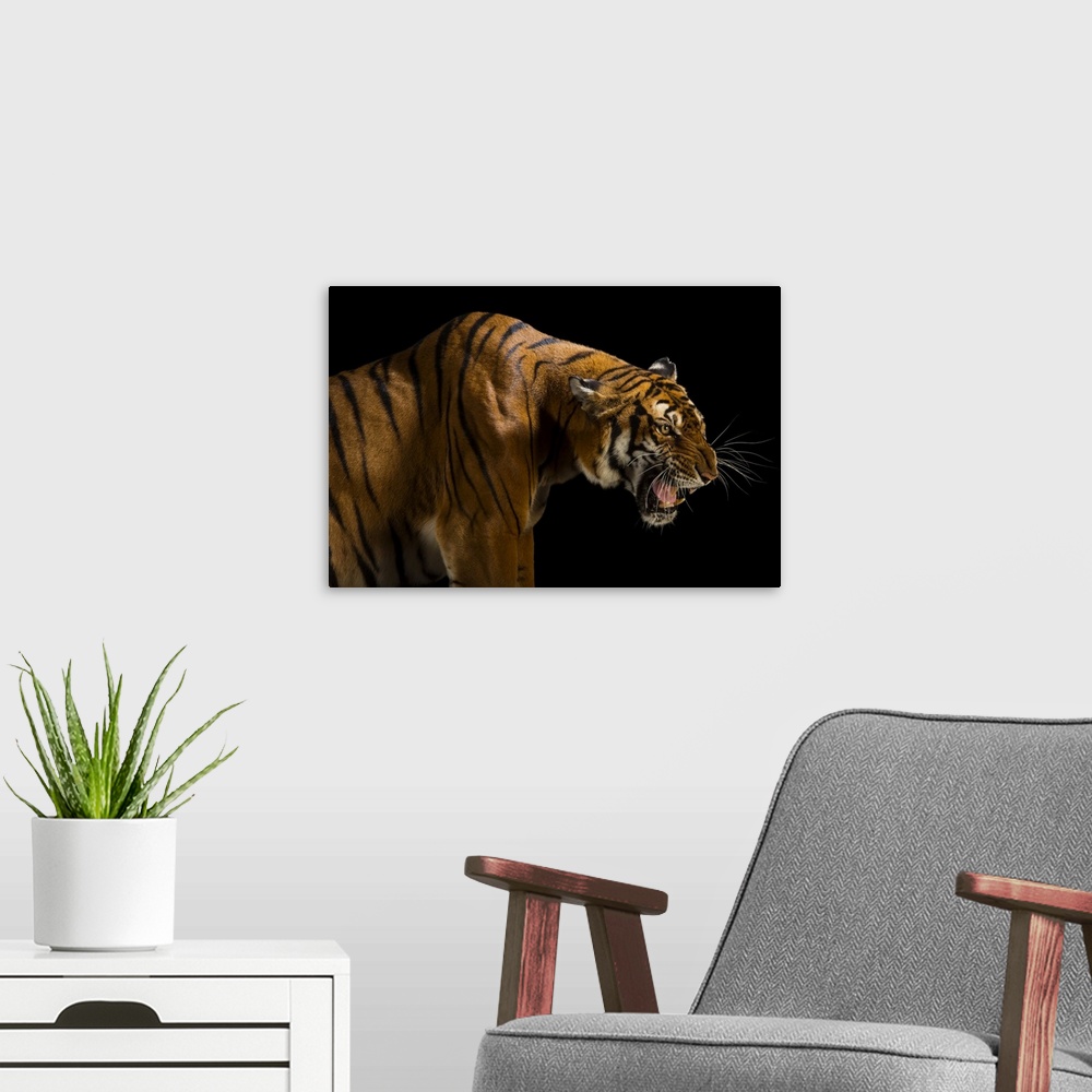 A modern room featuring A critically endangered and federally endangered, female South China tiger (Panthera tigris amoye...