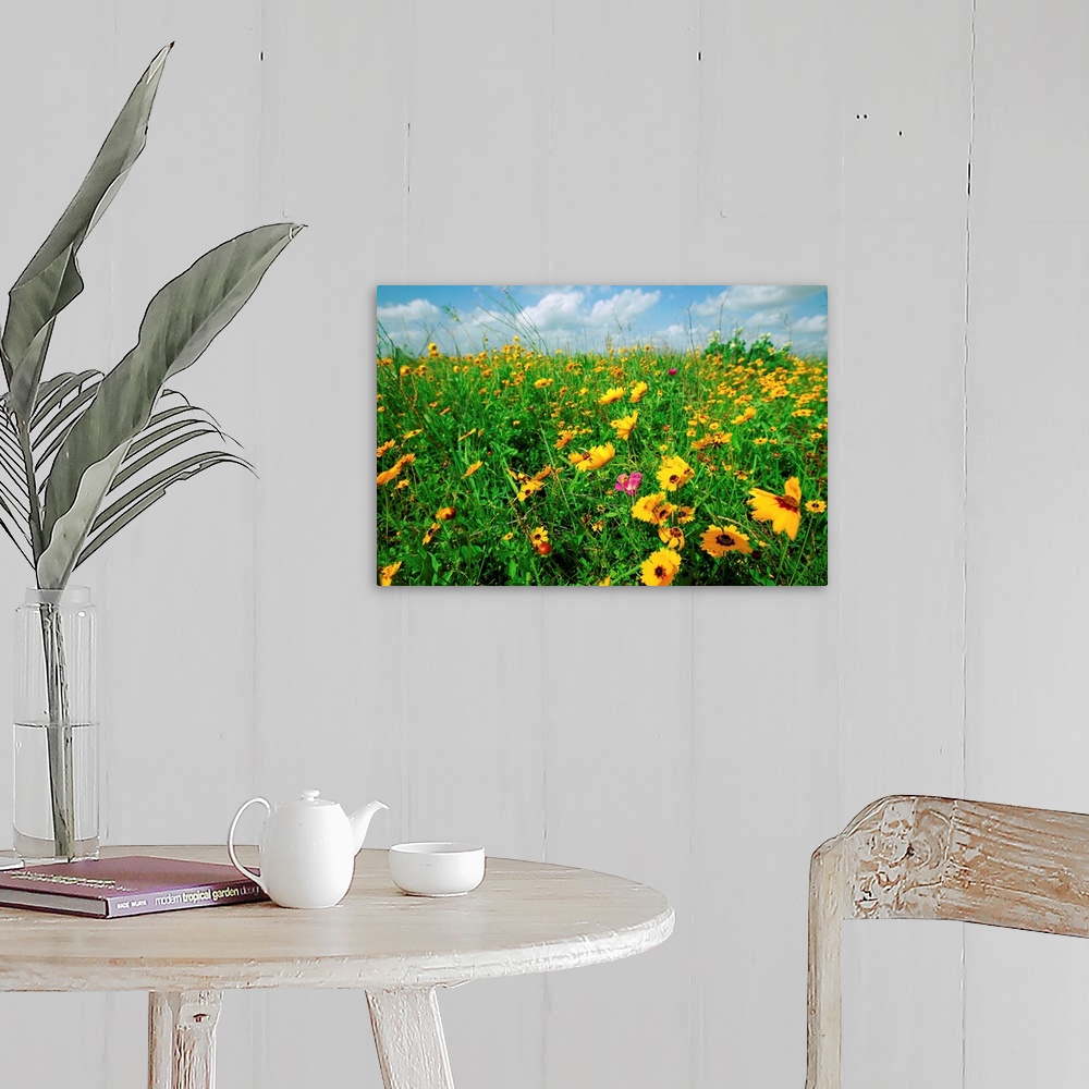 A farmhouse room featuring Field of coreopsis wildflowers (Coreopsis tinctoria)in coastal prairie