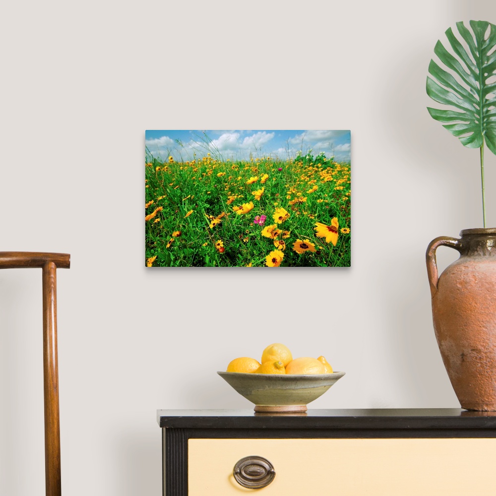 A traditional room featuring Field of coreopsis wildflowers (Coreopsis tinctoria)in coastal prairie