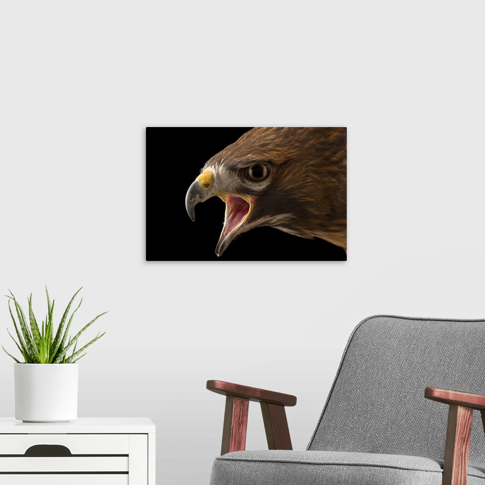 A modern room featuring Florida red tailed hawk, Buteo jamaicensis umbrinus, at the Conservancy of Southwest Florida in N...