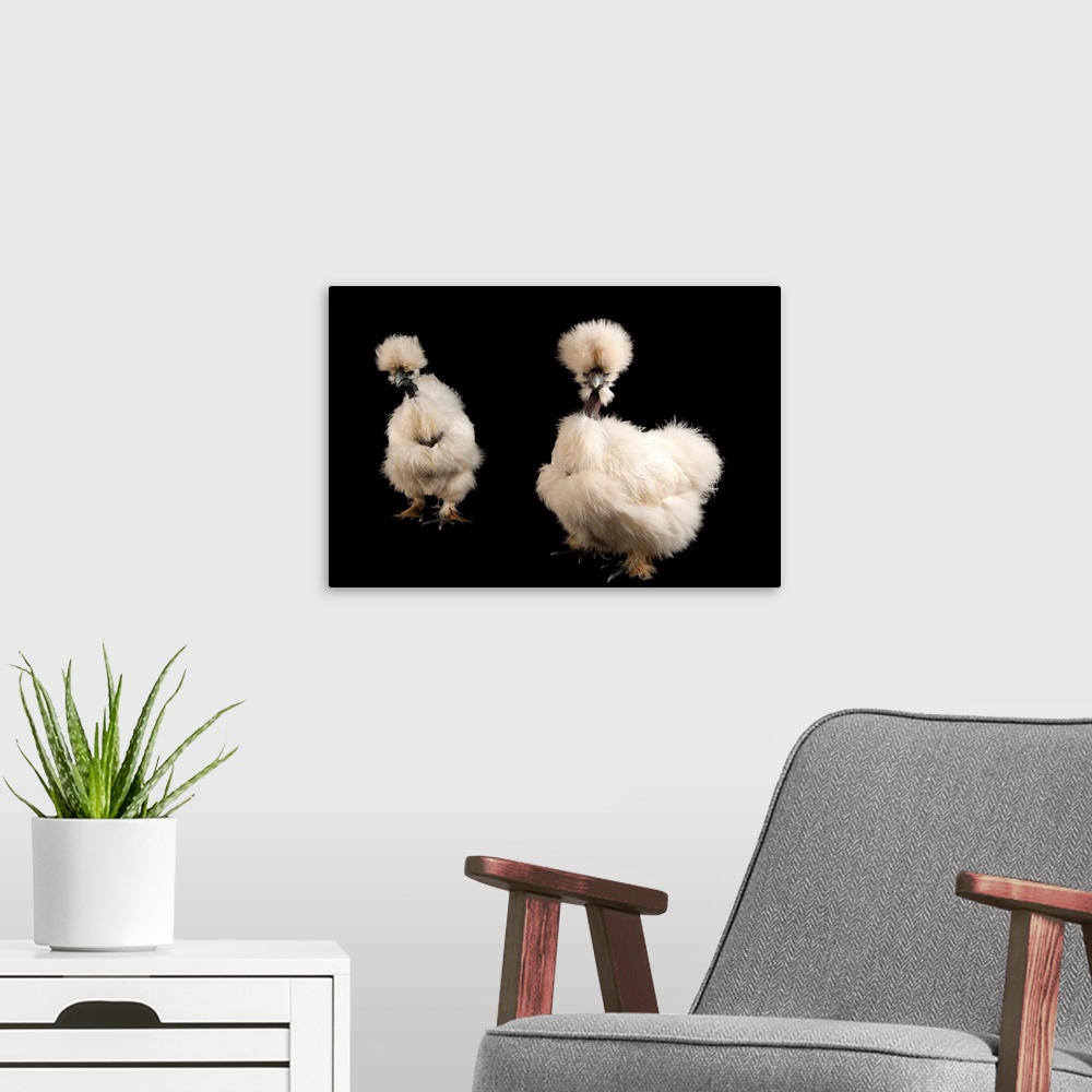 A modern room featuring Fort Worth, Texas. Silkie showgirl chickens, Gallus gallus domesticus