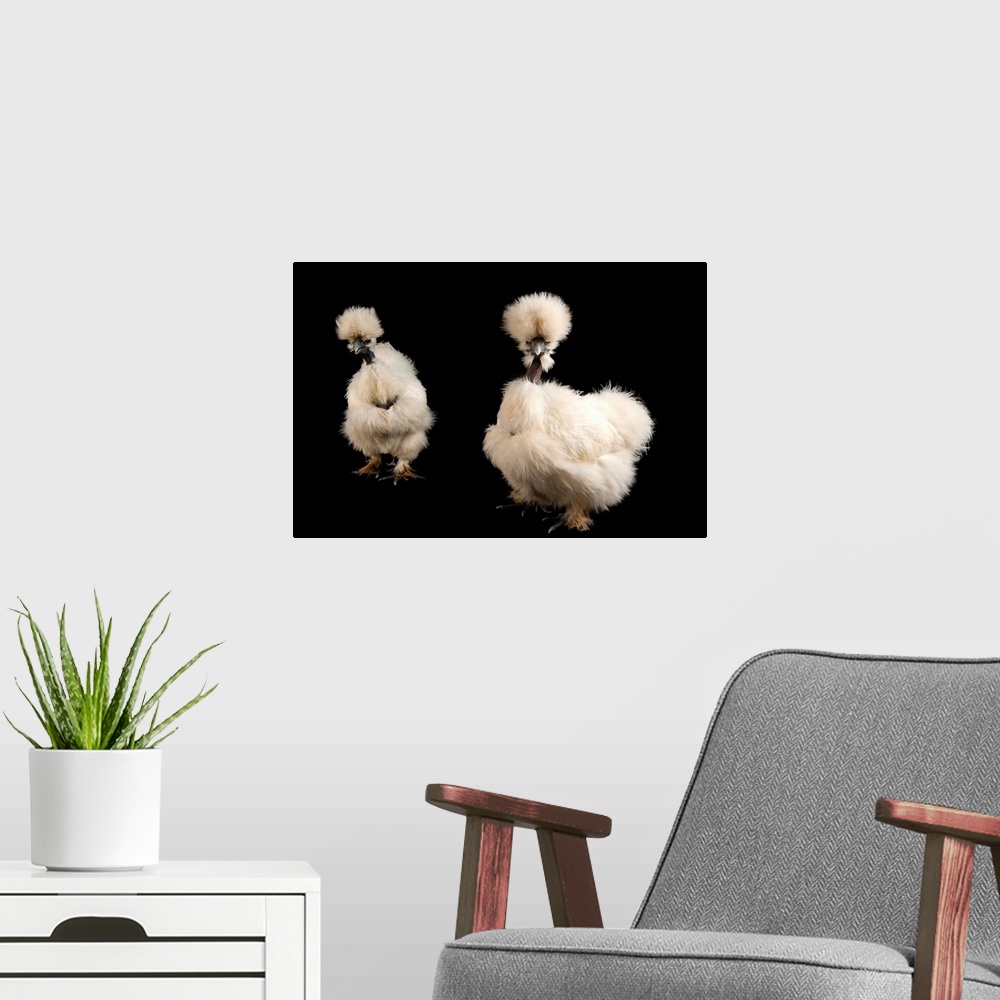 A modern room featuring Fort Worth, Texas. Silkie showgirl chickens, Gallus gallus domesticus