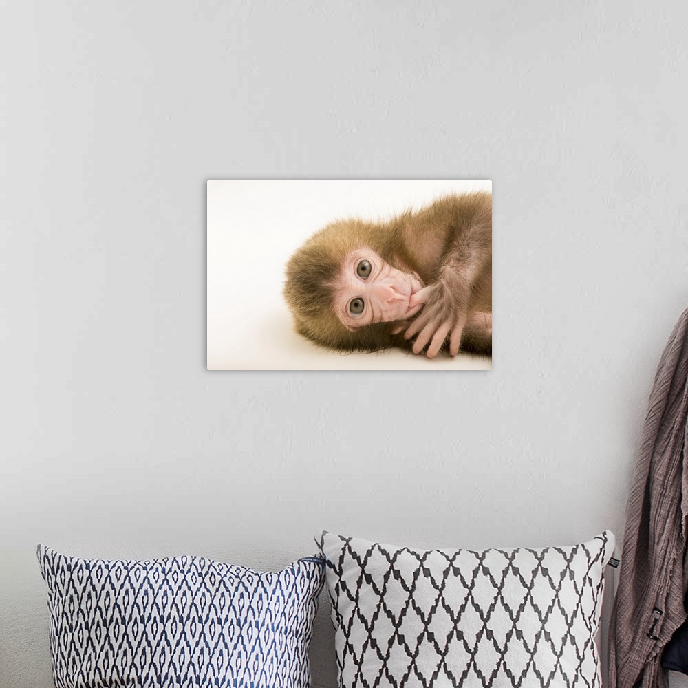 A bohemian room featuring Gigi, a two-week-old Japanese macaque (Macaca fuscata) at the Blank Park Zoo in Des Moines, IA. S...