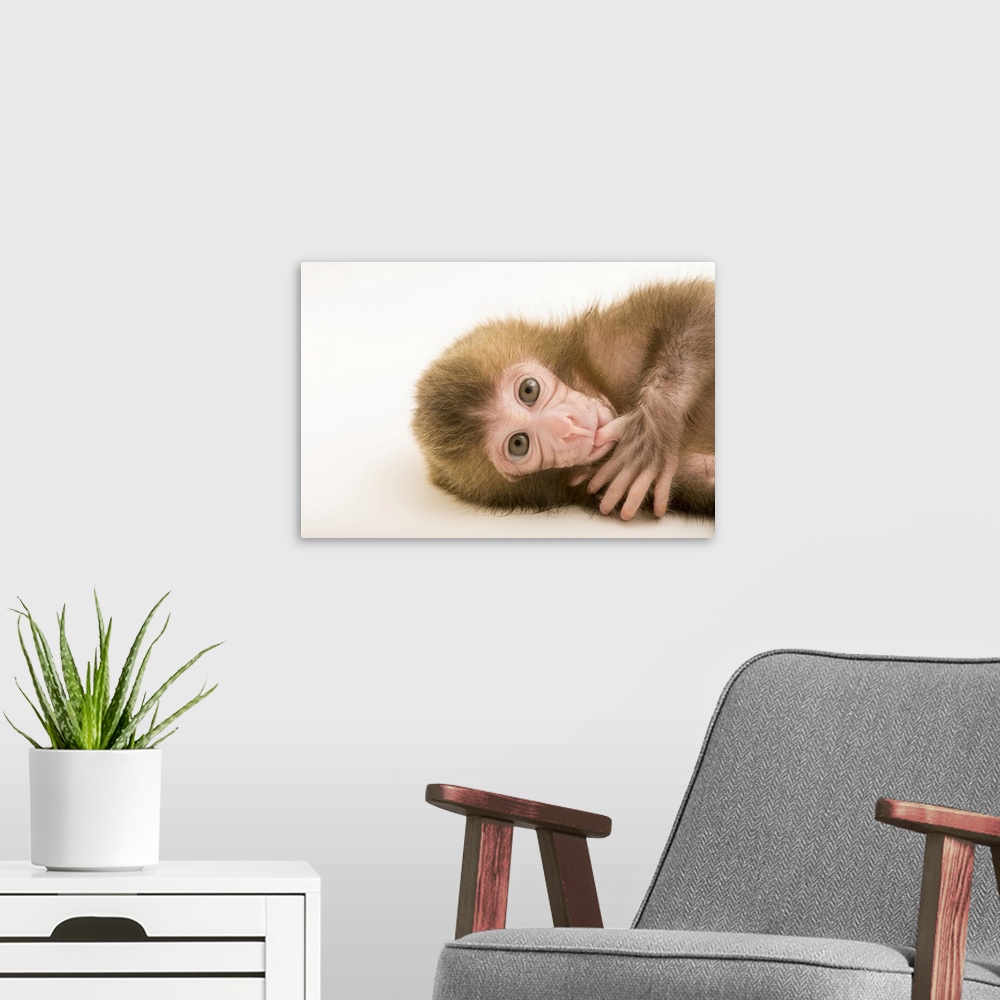 A modern room featuring Gigi, a two-week-old Japanese macaque (Macaca fuscata) at the Blank Park Zoo in Des Moines, IA. S...
