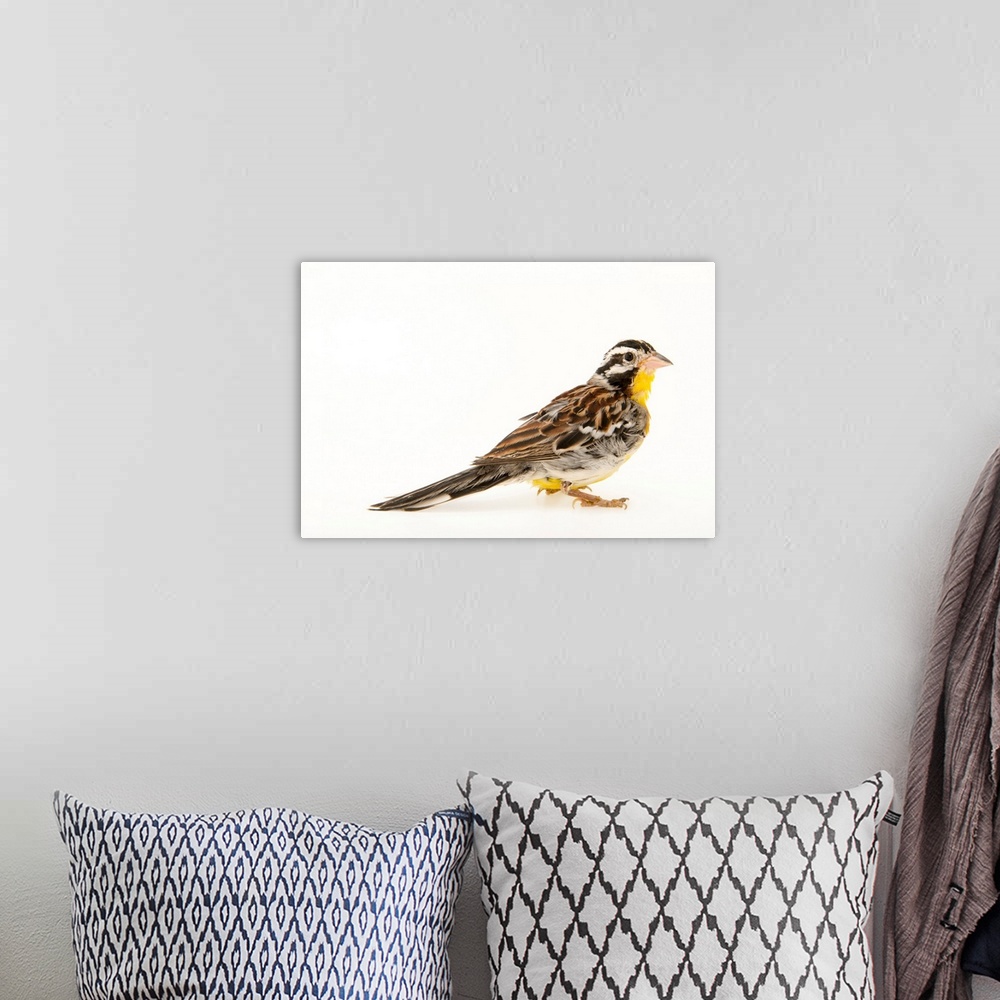A bohemian room featuring Golden breasted bunting, Emberiza flaviventris.
