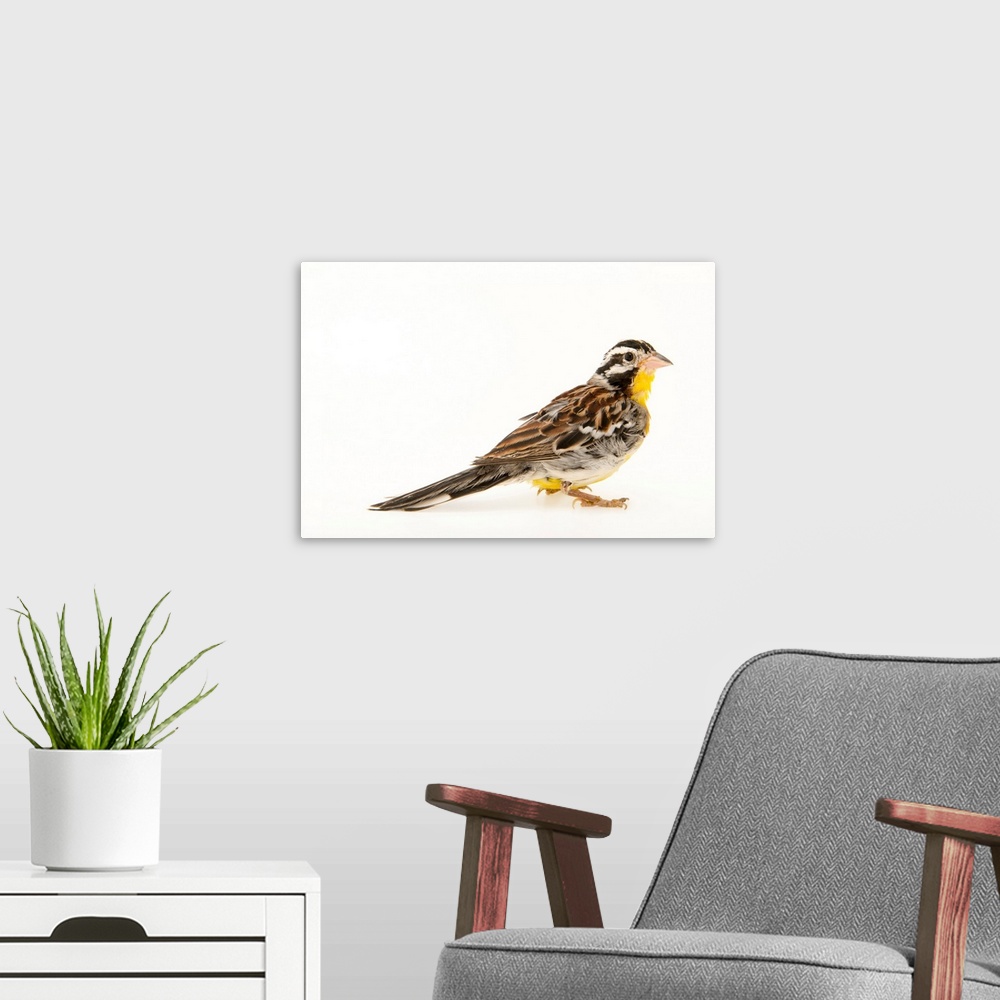 A modern room featuring Golden breasted bunting, Emberiza flaviventris.