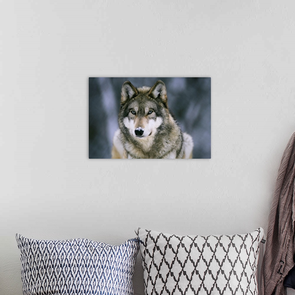 A bohemian room featuring Large horizontal photograph of a gray wolf with a light dusting of snow on its face, at the Inter...